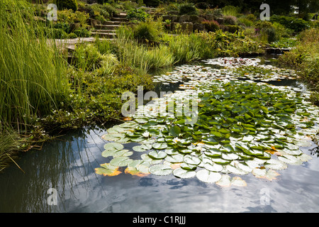 Wasser Pool / Teich / Fluss / stream in der wilde Garten von Wisley Gärten. RHS Wisley / Royal Horticultural Society, Surrey. VEREINIGTES KÖNIGREICH. Stockfoto