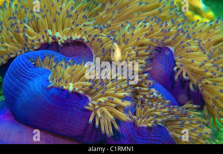 Rosa Anemonenfische (Amphiprion Sandaracinos), Malaysia, Insel Redang Stockfoto