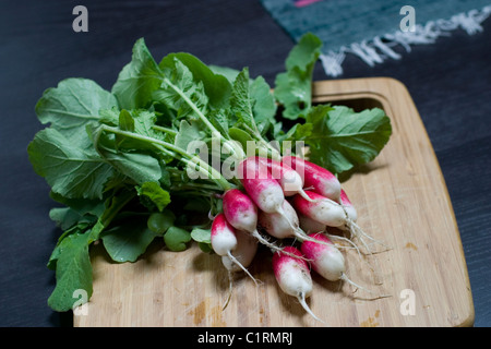 Radieschen frisch aus dem Garten Stockfoto