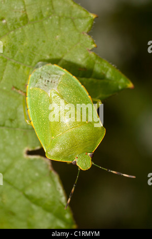 Grüne Stink Bug (Acrosternum Hilare). Stockfoto