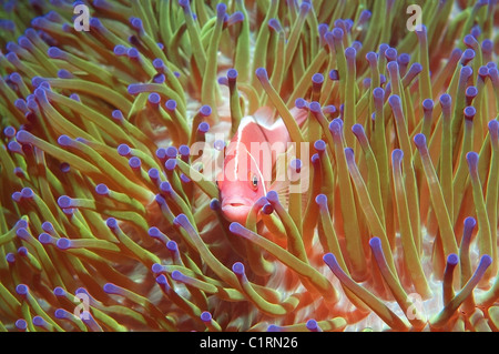 Rosa Anemonenfische (Amphiprion Sandaracinos), Malaysia, Insel Redang Stockfoto