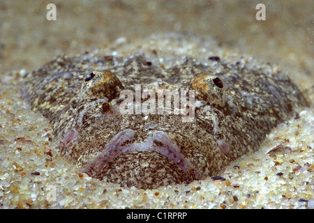 Stargazer (Uranoscopus Scaber), Schwarzes Meer, Ukraine Stockfoto