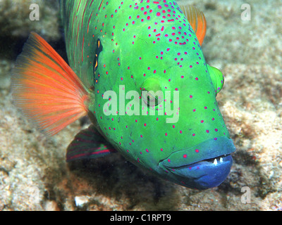 Broomtail-Lippfisch (Cheilinus Lunulatus), Rotes Meer, Egipt Stockfoto