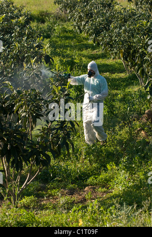 Landwirt Spritzen von Obstbäumen mit chemischen Schädlingsbekämpfungsmitteln Stockfoto