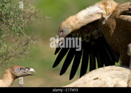 Erwachsenen Griffon oder eurasische Geier stehen auf Kadaver von weißen Pferd mit Flügeln öffnen verteidigt seinen Platz in der Hackordnung Stockfoto