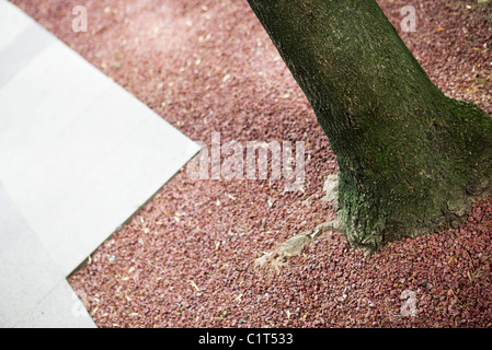 Auf Basis der Baumstamm Kies Stockfoto