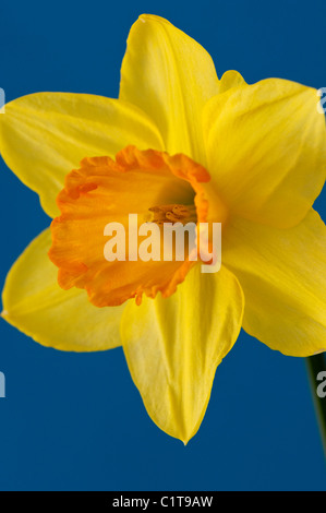 Einzelne Narzisse Blüte vor einem farbigen Hintergrund gesetzt. Stockfoto