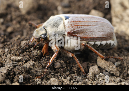 Maikäfer und grub Stockfoto