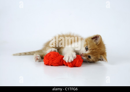 Kätzchen mit Wollknäuel Stockfoto