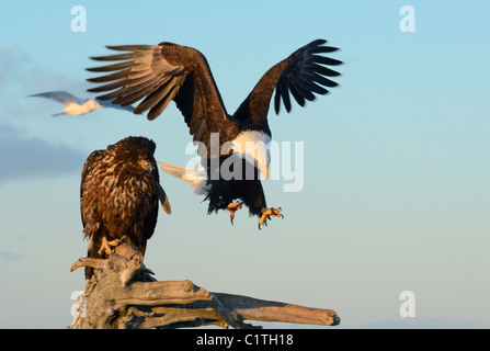 Ein Jugendlicher und ein Reifen Weißkopfseeadler auf einem toten Baumstamm am Strand des Kachemak Bay in der Nähe von Homer in Alaska Stockfoto