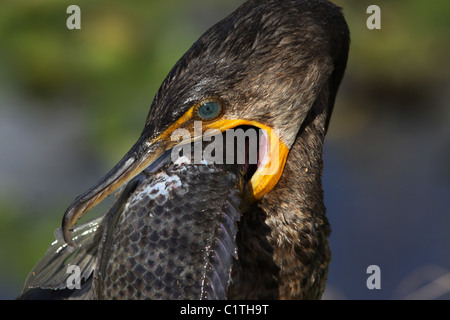 Doppelte crested Kormoran Verzehr von Fisch Anhinga Trail Everglades Nationalpark Florida Stockfoto