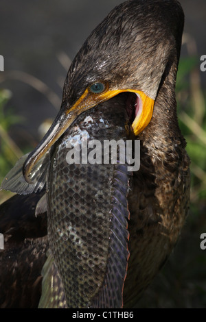 Doppelte crested Kormoran Verzehr von Fisch Anhinga Trail Everglades Nationalpark Florida Stockfoto