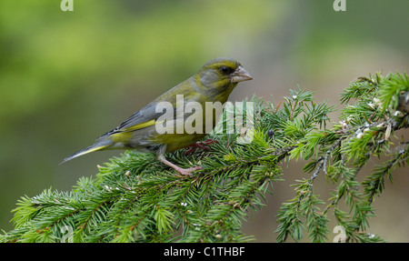 Europäischen Grünfink an einem Nadelbaum auf der Suche nach Nahrung in den Wäldern der Provinz von Nord Tröndelag in Norwegen. Stockfoto