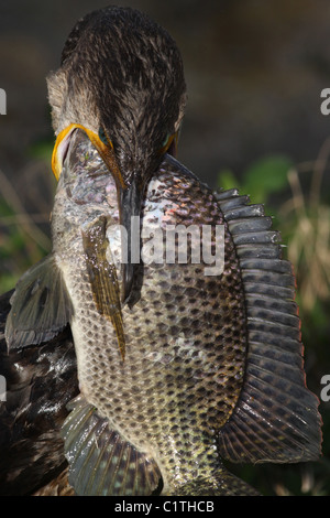 Doppelte crested Kormoran Verzehr von Fisch Anhinga Trail Everglades Nationalpark Florida Stockfoto