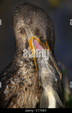 Doppelte crested Kormoran Verzehr von Fisch Anhinga Trail Everglades Nationalpark Florida Stockfoto