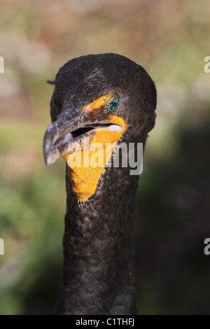 Doppelte crested Kormoran Verzehr von Fisch Anhinga Trail Everglades Nationalpark Florida Stockfoto