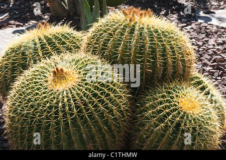 Phoenix, Arizona. Kaktus im Desert Botanical Garden. Stockfoto