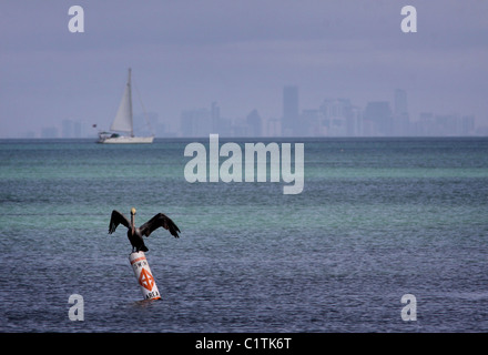 Braune Pelikan Skyline von Miami Biscayne Bay National Park Florida Stockfoto