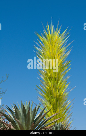 Phoenix, Arizona. Chihuly Glas Kaktus Kunstausstellung im Desert Botanical Garden. Stockfoto