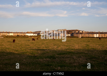 Grasende Kühe auf Feld am Stadtrand von St Just Cornwall Stockfoto