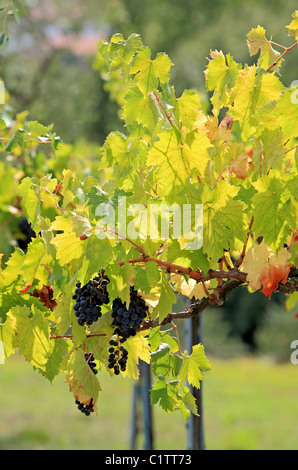 Die Trauben reifen schwarzen Trauben hängen an einem sonnigen Weinberg in Italien bereit für die Kommissionierung oder Sammlung den Rotwein zu machen. Stockfoto