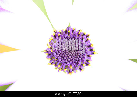 Eine Nahaufnahme einer Senetti Blume, verschiedene Sunseneribuba Stockfoto