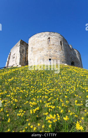 Clifford es Tower umgeben von Narzissen im Frühjahr, York, North Yorkshire, England, UK. Stockfoto