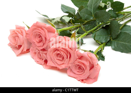 Drei Rosen liegt isoliert auf weißem Hintergrund Stockfoto