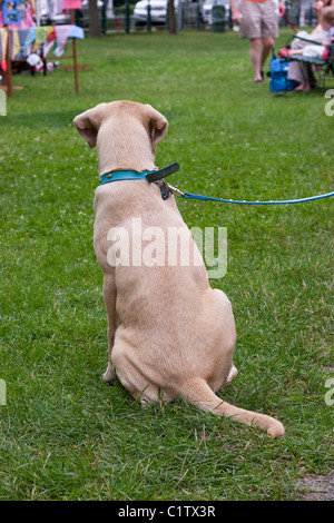Junge gelbe Labrador-Welpe sitzen in Rasen im Sommer Stockfoto
