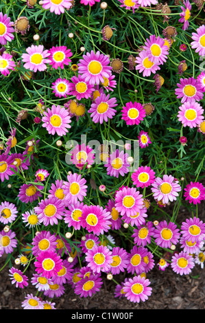 San Juan Capistrano, Kalifornien. Gänseblümchen auf Mission San Juan Capistrano. Stockfoto