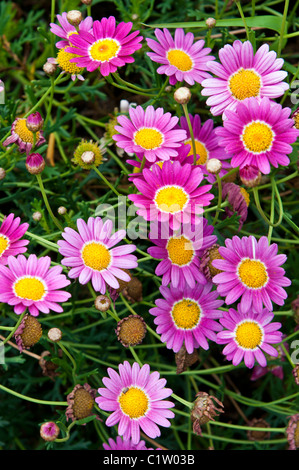 San Juan Capistrano, Kalifornien. Gänseblümchen auf Mission San Juan Capistrano. Stockfoto