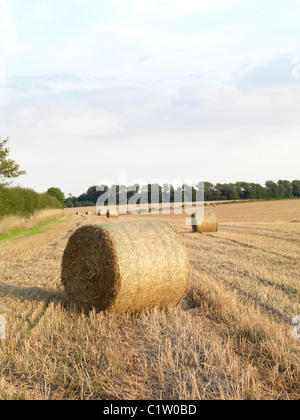 Heuballen im Feld aus Copley Lane, Aberford, Leeds Stockfoto