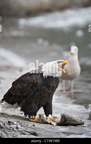 Weißkopf-Seeadler Wachen Lachse Fetzen von Wettbewerbern wie Möwe in Chilkat Bald Eagle Preserve in der Nähe von Haines, Alaska blickt auf. Stockfoto