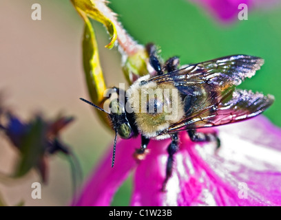 Nahaufnahme einer Biene auf einer Blüte. Stockfoto