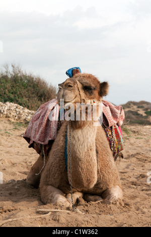 Kamel sitzt mit einem bunten Sattel auf dem sand Stockfoto