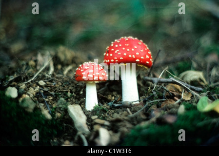 Two Fly agaric Amanita Muscaria rot und weiß giftig halluzinogen Red capped Pilz wächst auf dem Waldwaldboden in Ländliche Umgebung 1970s 1977 Carmarthenshire Wales Großbritannien KATHY DEWITT Stockfoto