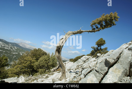 Alten Wacholder, Supramonte Region, Sardinien, Italien Stockfoto