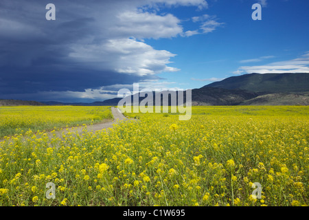 Blühender Raps Feld oder Raps (Brassica Napus) mit Sturm naht im Hintergrund, Kamloops, BC, Kanada Stockfoto