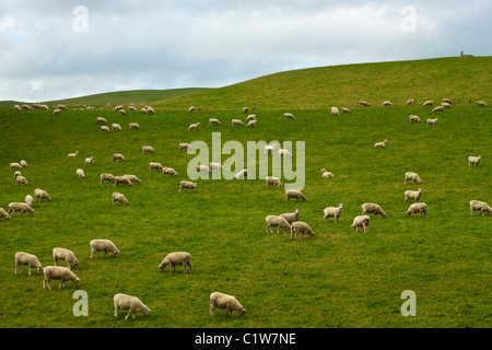 Schafherde auf einer grünen Wiese. Südinsel, Neuseeland Stockfoto