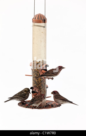 Spatzen im Schneesturm Vögel Haus Fink Fütterung auf Vogelhäuschen mit weißen Schnee Hintergrund. Stockfoto