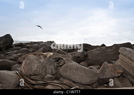 Wild Sea Lion auf Felsen ruht. Curio Bay, Catlins Forest Park, Südinsel, Neuseeland Stockfoto