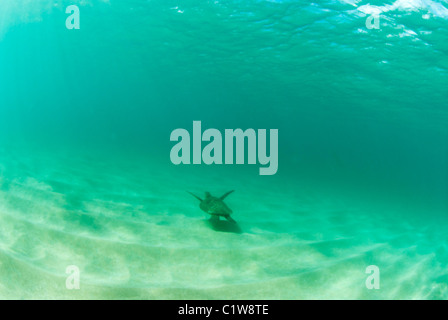 Ein breites Schuss eine Meeresschildkröte schwimmen frei im offenen Ozean von Hawaii. Stockfoto