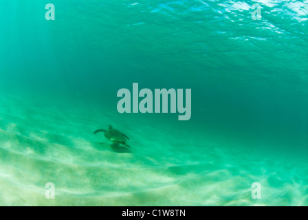 Ein breites Schuss eine Meeresschildkröte schwimmen frei im offenen Ozean von Hawaii. Stockfoto