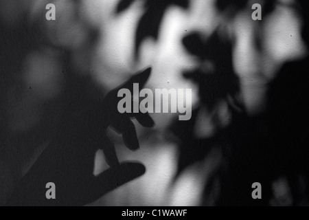 Schatten aus einer Hand und Blättern. Stockfoto