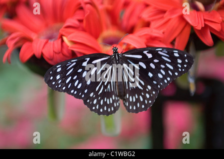 Dark Blue Tiger Schmetterling Tirumala Septentrionus Stockfoto