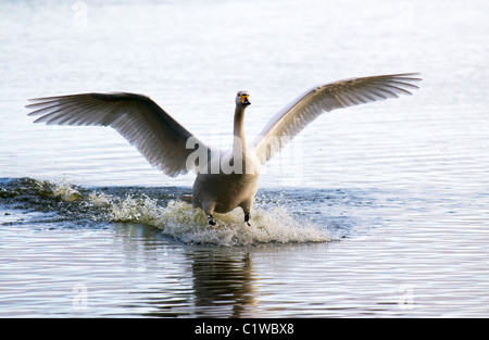 Singschwan, Landung, Solway Firth, Schottland Stockfoto