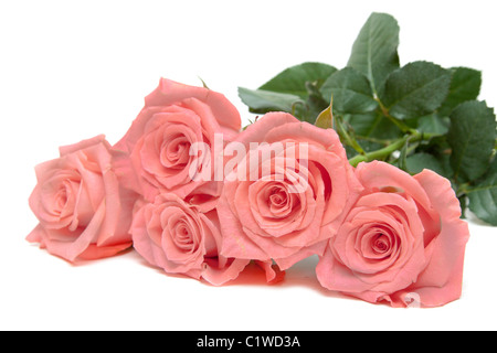 Drei Rosen liegt isoliert auf weißem Hintergrund Stockfoto