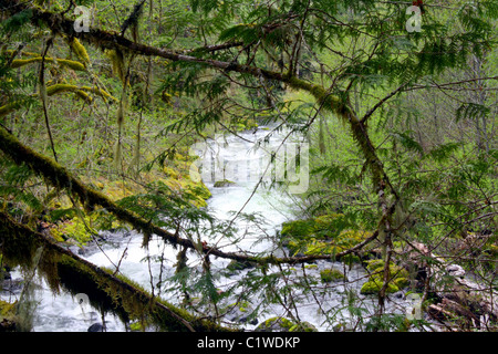 Draufsicht der Stromschnellen von oben durch Bäume, Äste.  Roaring River fließt westlich von Oregons Cascade Mountains Stockfoto