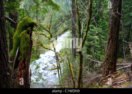 Draufsicht der Stromschnellen von oben durch Bäume, Äste.  Roaring River fließt westlich von Oregons Cascade Mountains Stockfoto