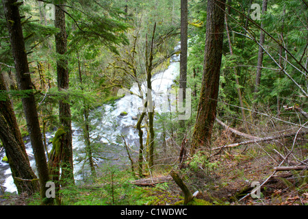 Draufsicht der Stromschnellen von oben durch Bäume, Äste.  Roaring River fließt westlich von Oregons Cascade Mountains Stockfoto